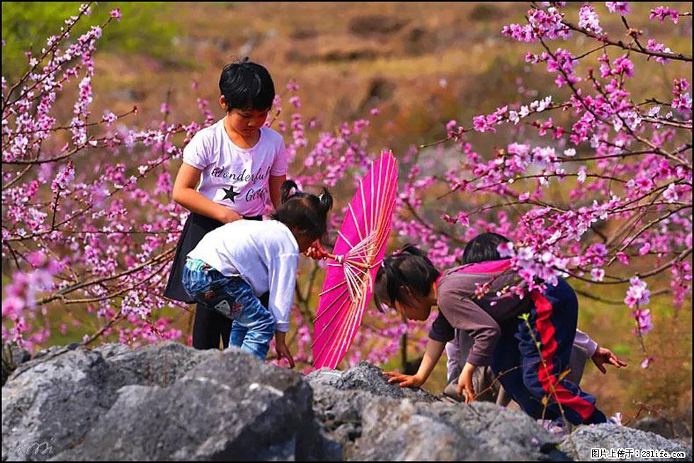 【春天,广西桂林灌阳县向您发出邀请!】望月岭上桃花开 - 游山玩水 - 三明生活社区 - 三明28生活网 sm.28life.com