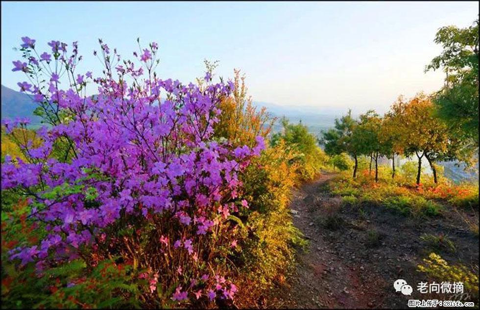 【春天,广西桂林灌阳县向您发出邀请!】登麒麟山,相约映山红 - 游山玩水 - 三明生活社区 - 三明28生活网 sm.28life.com