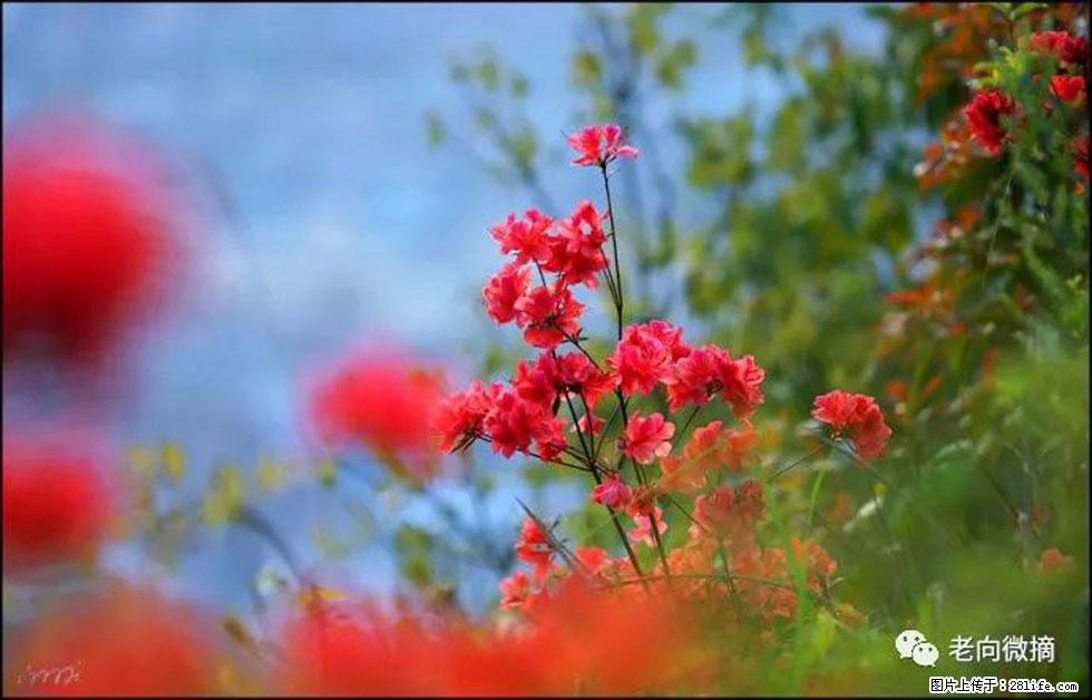 【春天,广西桂林灌阳县向您发出邀请!】登麒麟山,相约映山红 - 游山玩水 - 三明生活社区 - 三明28生活网 sm.28life.com