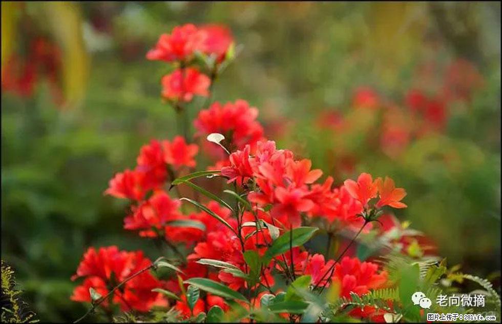 【春天,广西桂林灌阳县向您发出邀请!】登麒麟山,相约映山红 - 游山玩水 - 三明生活社区 - 三明28生活网 sm.28life.com