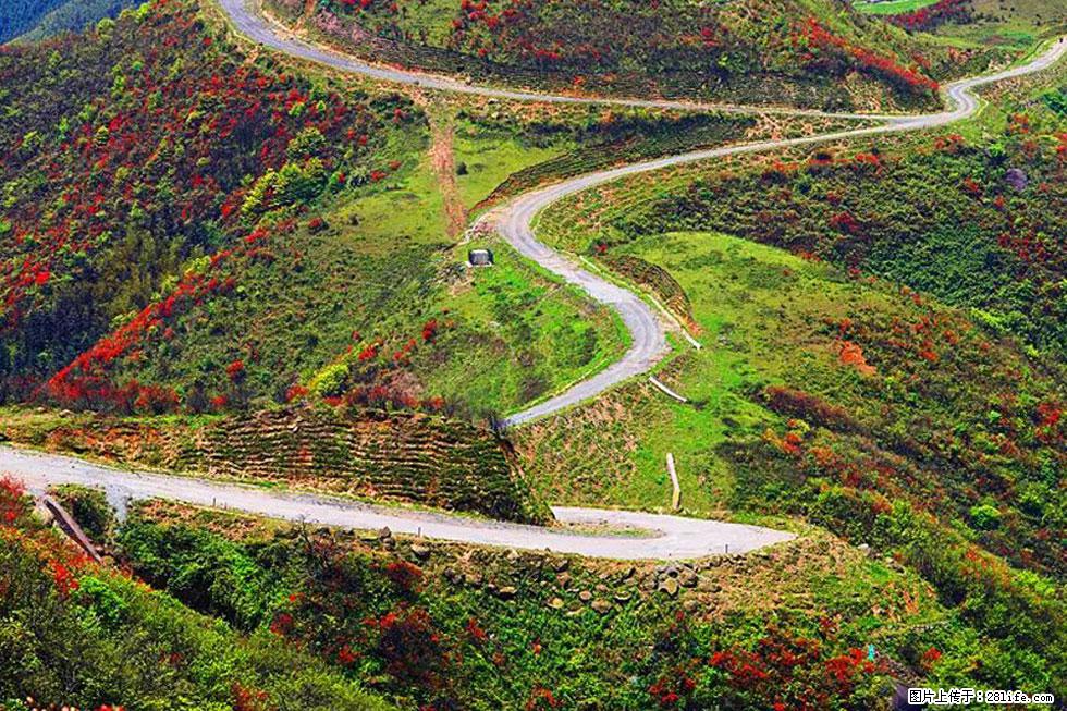 【春天,广西桂林灌阳县向您发出邀请!】春木界上映山红 - 游山玩水 - 三明生活社区 - 三明28生活网 sm.28life.com