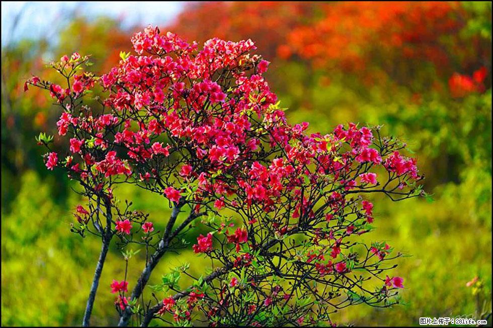 【春天,广西桂林灌阳县向您发出邀请!】春木界上映山红 - 游山玩水 - 三明生活社区 - 三明28生活网 sm.28life.com