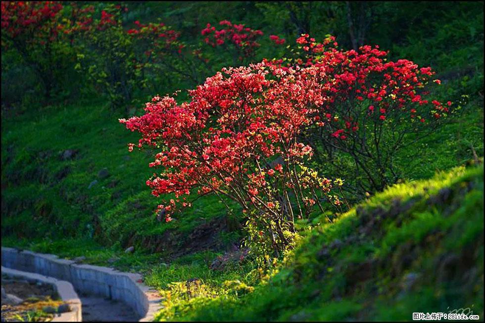 【春天,广西桂林灌阳县向您发出邀请!】春木界上映山红 - 游山玩水 - 三明生活社区 - 三明28生活网 sm.28life.com