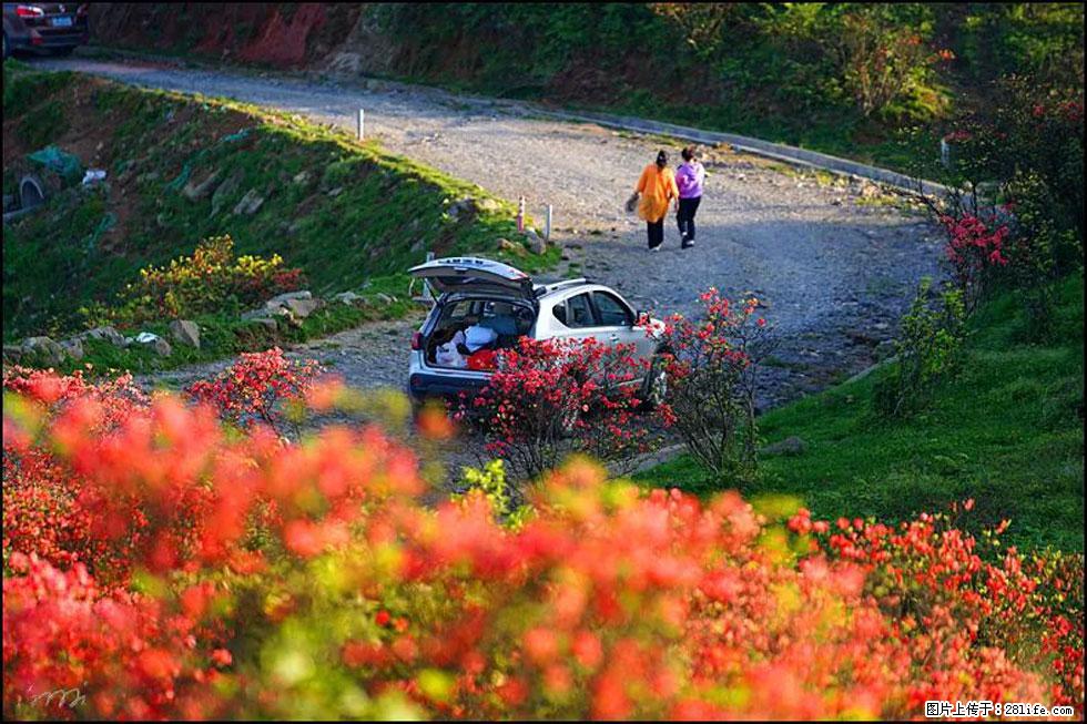 【春天,广西桂林灌阳县向您发出邀请!】春木界上映山红 - 游山玩水 - 三明生活社区 - 三明28生活网 sm.28life.com