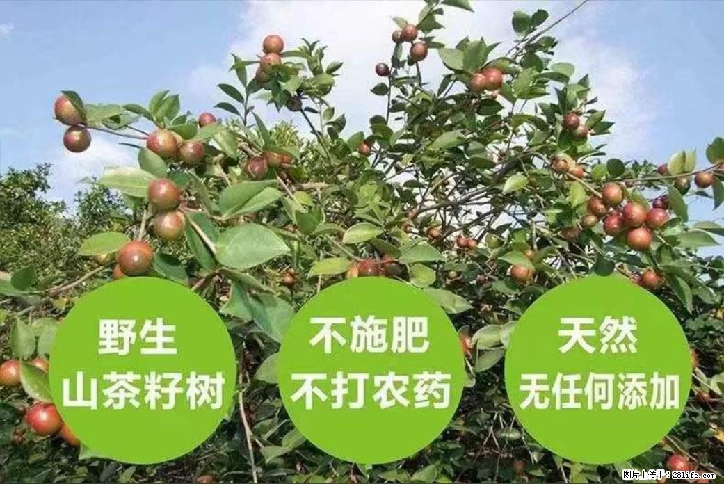 【灌阳县油茶产业示范区】一个有着充实的精神生活的人,对待身外之物自会有一种淡泊的态度 - 土特产 - 饮食特产 - 三明分类信息 - 三明28生活网 sm.28life.com