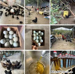 油茶园从小鸡仔开始养起的纯土鸡、土鸡蛋可以预定啦！还有前几天刚榨的纯山茶油哦 - 三明28生活网 sm.28life.com