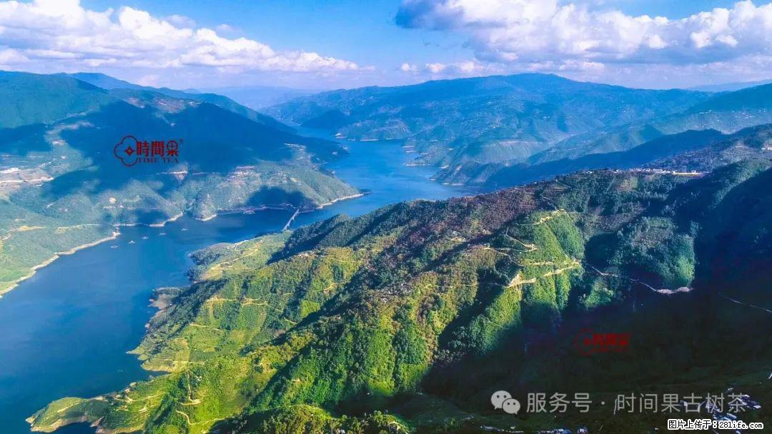 时间果百年古树龙珠普洱生茶 - 购物交流 - 三明生活社区 - 三明28生活网 sm.28life.com