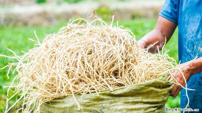 堪称“最难吃”的蔬菜，却是 “抗辐射神器”，还能护肺、清热、止咳化痰！ - 三明生活资讯 - 三明28生活网 sm.28life.com