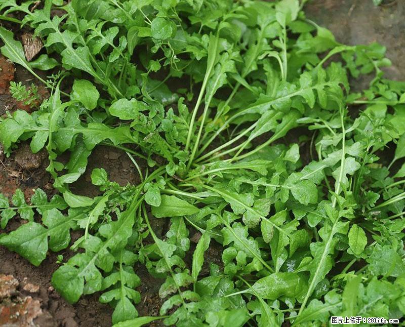 这些蔬菜是“天然钙片”，这6种被医生重点推荐 - 三明生活资讯 - 三明28生活网 sm.28life.com