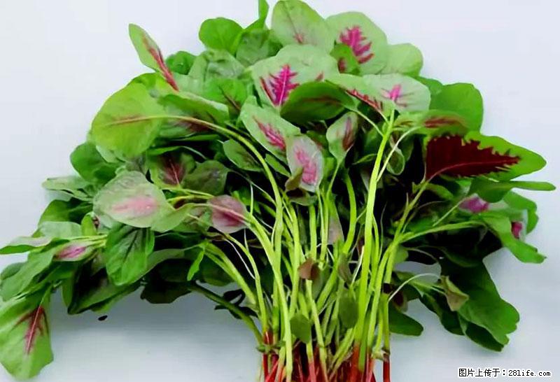 这些蔬菜是“天然钙片”，这6种被医生重点推荐 - 三明生活资讯 - 三明28生活网 sm.28life.com