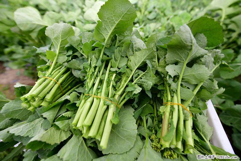 这些蔬菜是“天然钙片”，这6种被医生重点推荐 - 三明生活资讯 - 三明28生活网 sm.28life.com